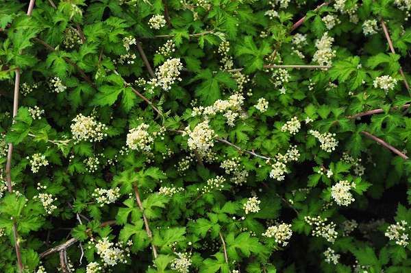 Стефанандра надрезаннолистная Криспа